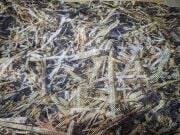 CEZRİ SAZ DESEN GİZLENME AĞI 1,5X3